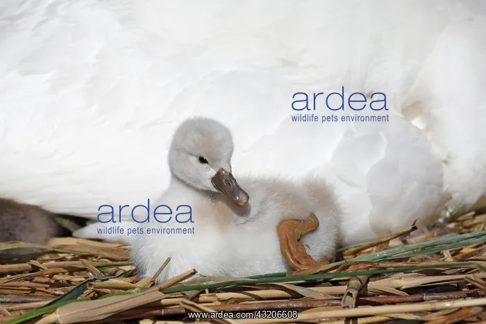 : Mute swan (Cygnus olor), chick on nest, Schleswig-Holstein : Mute swan (Cygnus olor), chick on nest, Schleswig-Holstein