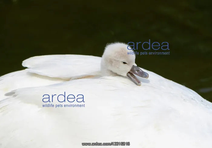 : Mute swan (Cygnus olor), chick sits in plumage on : Mute swan (Cygnus olor), chick sits in plumage on
