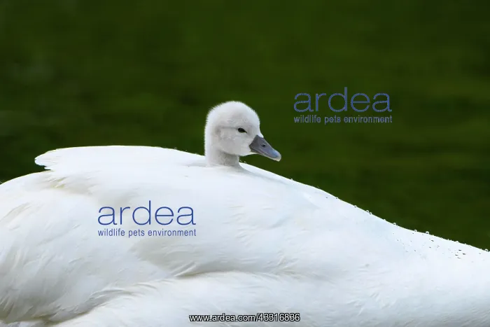 : Mute swan (Cygnus olor), chick sits in plumage on : Mute swan (Cygnus olor), chick sits in plumage on