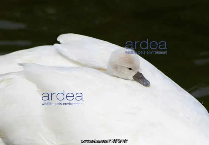 : Mute swan (Cygnus olor), chick sits in plumage on : Mute swan (Cygnus olor), chick sits in plumage on