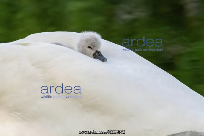 : Mute swan (Cygnus olor) chick warming up on his : Mute swan (Cygnus olor) chick warming up on his