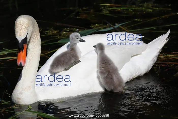 : Mute swan (Cygnus olor) with chicks on its back : Mute swan (Cygnus olor) with chicks on its back
