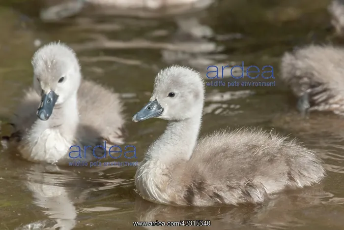 : Mute swan (Cygnus olor) chicks swiming in a river : Mute swan (Cygnus olor) chicks swiming in a river