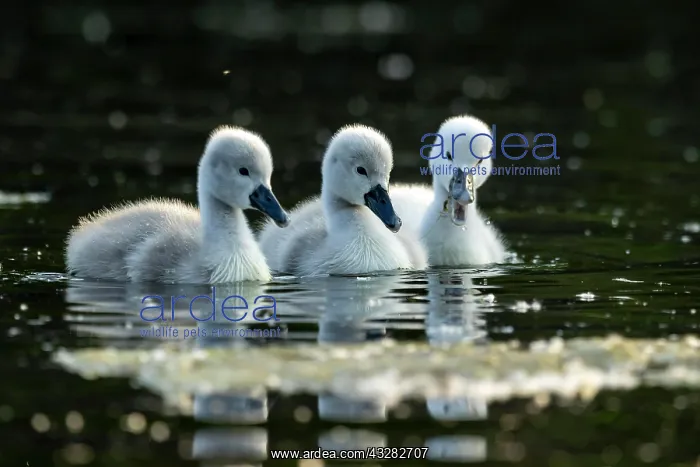 : Mute swan (cygnus olor), three chicks swimming : Mute swan (cygnus olor), three chicks swimming