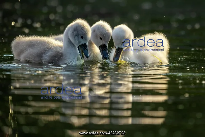: Mute swan (cygnus olor), three chicks swimming : Mute swan (cygnus olor), three chicks swimming