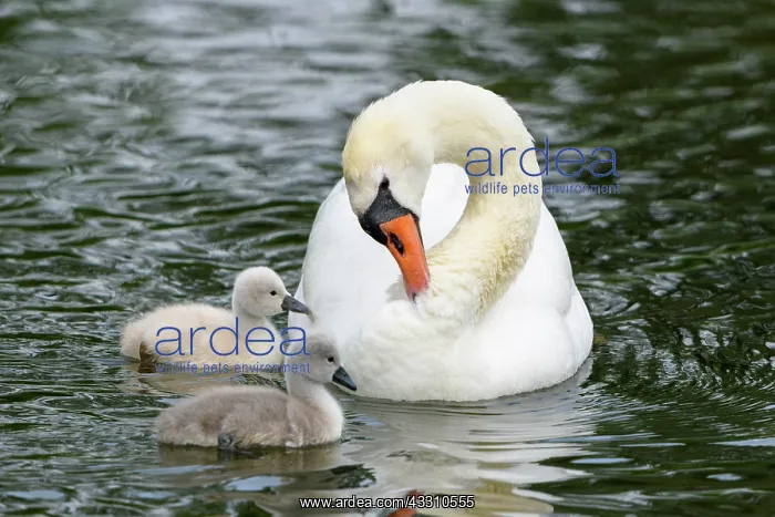 : Mute swan (Cygnus olor) with two chicks in water : Mute swan (Cygnus olor) with two chicks in water