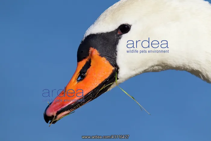: Mute Swan (Cygnus olor) close-up of a female : Mute Swan (Cygnus olor) close-up of a female
