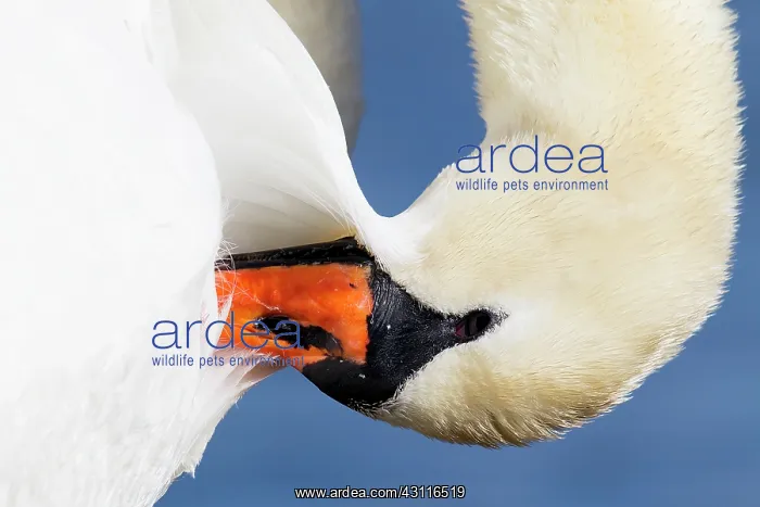  : Mute Swan (Cygnus olor) close-up of a female