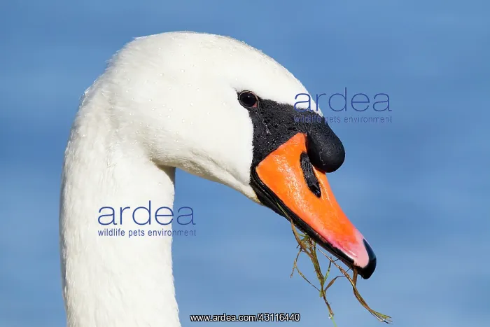 : Mute Swan (Cygnus olor) close-up of a male : Mute Swan (Cygnus olor) close-up of a male