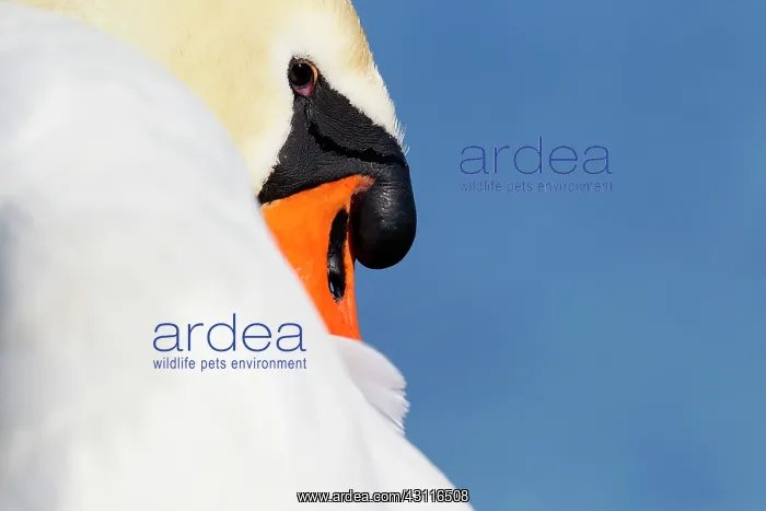 : Mute Swan (Cygnus olor) close-up of a male : Mute Swan (Cygnus olor) close-up of a male