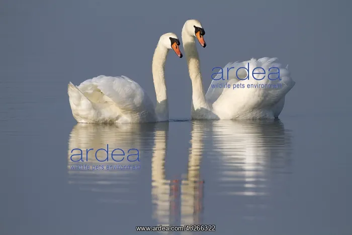 : Mute Swan (Cygnus olor) couple making courtship : Mute Swan (Cygnus olor) couple making courtship