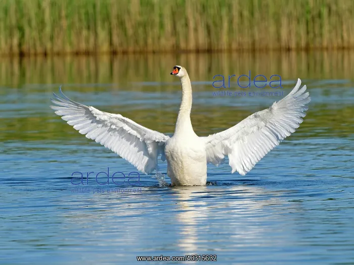 : Mute Swan (Cygnus olor), courting with spread wings : Mute Swan (Cygnus olor), courting with spread wings