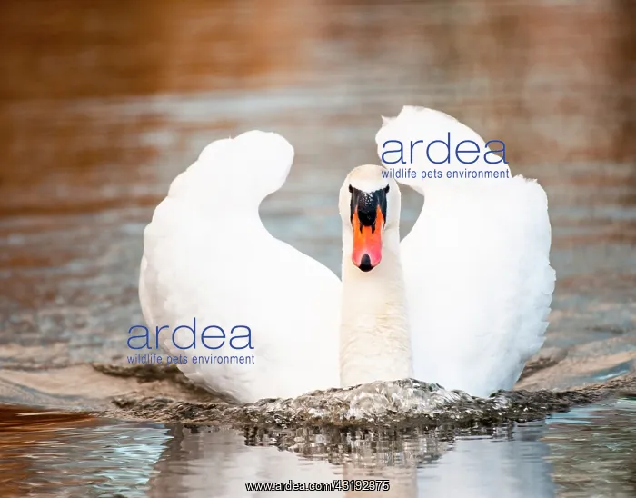 : Mute swan (Cygnus olor) curious, on a body of water : Mute swan (Cygnus olor) curious, on a body of water