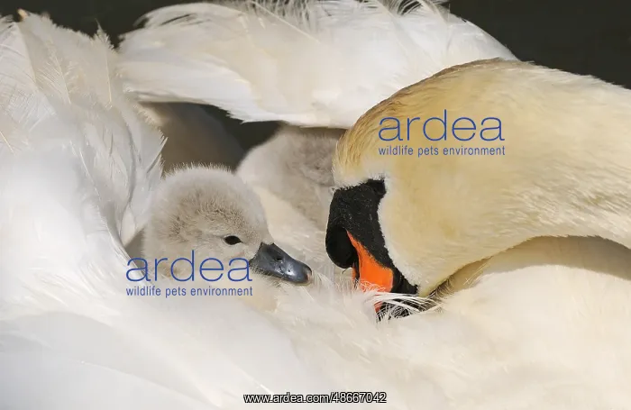 : Mute Swan (Cygnus olor) cygnet, on back of adult female : Mute Swan (Cygnus olor) cygnet, on back of adult female