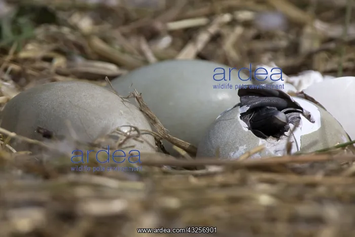 : Mute Swan (Cygnus olor) cygnet hatching from it : Mute Swan (Cygnus olor) cygnet hatching from it