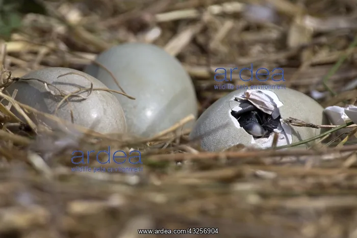 : Mute Swan (Cygnus olor) cygnet hatching from it : Mute Swan (Cygnus olor) cygnet hatching from it