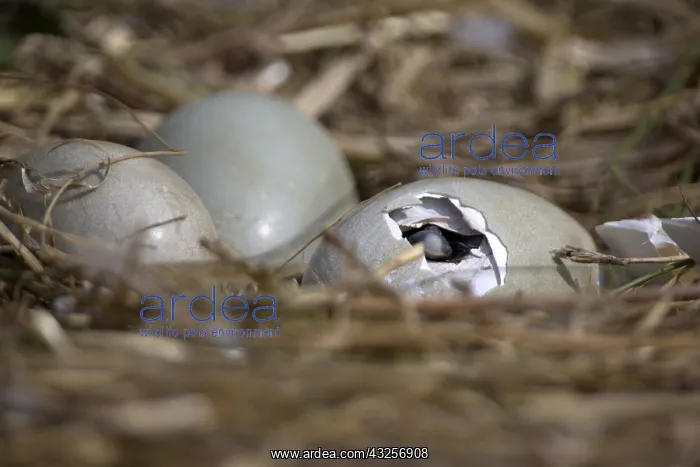 : Mute Swan (Cygnus olor) cygnet hatching from it : Mute Swan (Cygnus olor) cygnet hatching from it