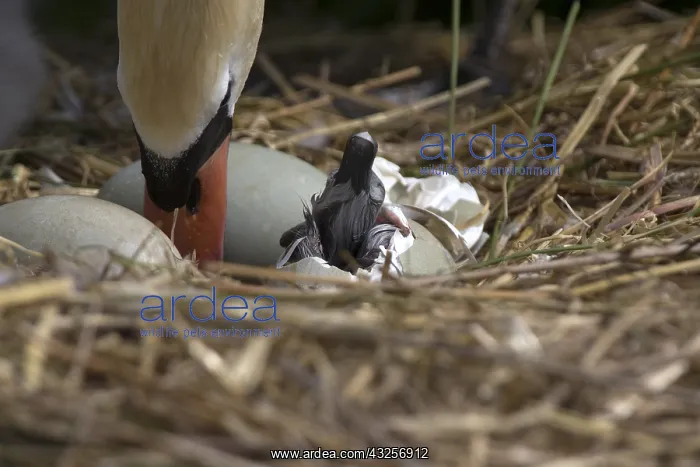 : Mute Swan (Cygnus olor) cygnet hatching from it : Mute Swan (Cygnus olor) cygnet hatching from it