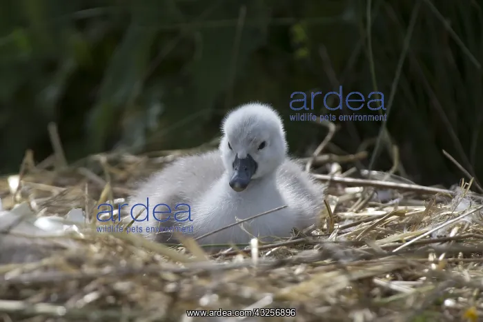 : Mute Swan (Cygnus olor) cygnet on the nest, aft : Mute Swan (Cygnus olor) cygnet on the nest, aft