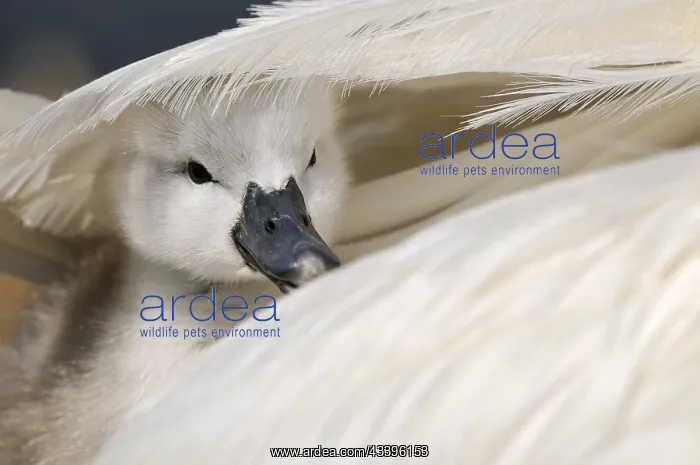 : Mute Swan (Cygnus olor), cygnet, under wing of adult f : Mute Swan (Cygnus olor), cygnet, under wing of adult f