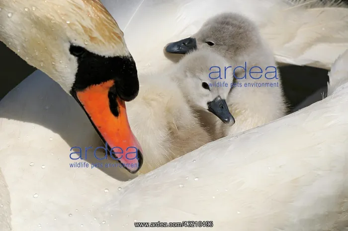 : Mute Swan (Cygnus olor), two cygnets, on back of : Mute Swan (Cygnus olor), two cygnets, on back of