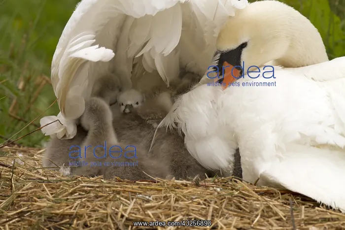 : Mute Swan (Cygnus olor) cygnets on the nest, wh : Mute Swan (Cygnus olor) cygnets on the nest, wh