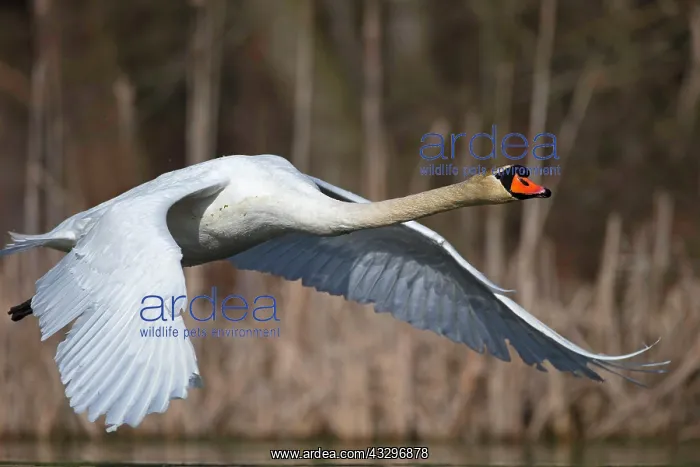 : Mute Swan (Cygnus olor) in departure, Mecklenburg-Western : Mute Swan (Cygnus olor) in departure, Mecklenburg-Western