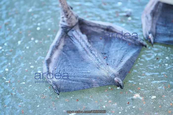 : Mute swan (Cygnus olor) detail, feet, on a frozen lake : Mute swan (Cygnus olor) detail, feet, on a frozen lake