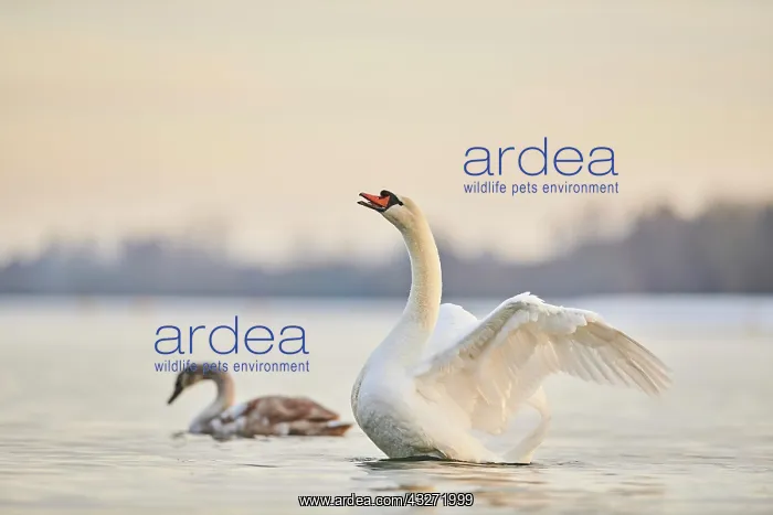 : Mute swan (Cygnus olor) on donau river, Bavaria : Mute swan (Cygnus olor) on donau river, Bavaria