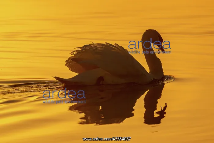 : Mute swan, Cygnus olor, feeding on lake at sunrise : Mute swan, Cygnus olor, feeding on lake at sunrise