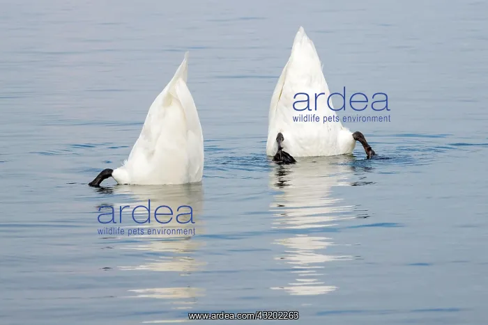 : Mute swan (Cygnus olor), feeding under water, Vorarlberg : Mute swan (Cygnus olor), feeding under water, Vorarlberg