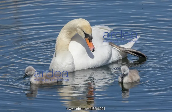: Mute swan, Cygnus olor, female with cygnets on c : Mute swan, Cygnus olor, female with cygnets on c