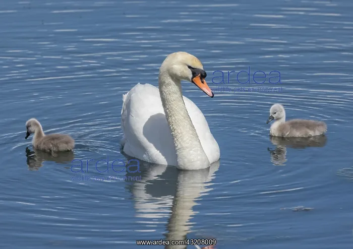 : Mute swan, Cygnus olor, female with cygnets on c : Mute swan, Cygnus olor, female with cygnets on c