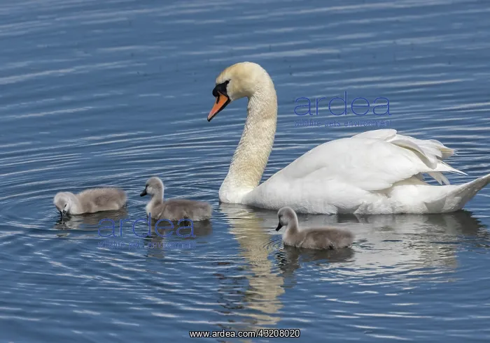 : Mute swan, Cygnus olor, female with cygnets on c : Mute swan, Cygnus olor, female with cygnets on c