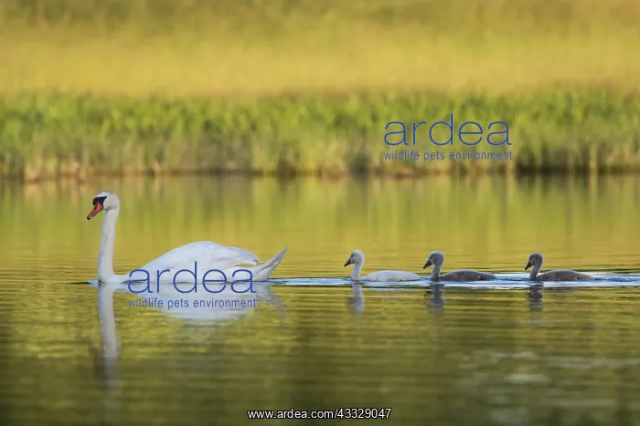 : Mute Swan (Cygnus olor) female followed by her three : Mute Swan (Cygnus olor) female followed by her three