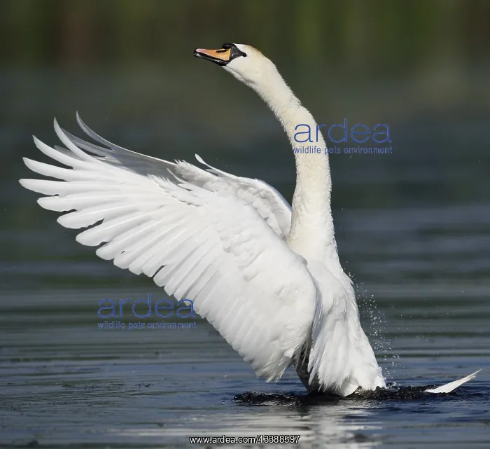 : Mute Swan (Cygnus olor), flapping wings, North Rhine-Westpha : Mute Swan (Cygnus olor), flapping wings, North Rhine-Westpha