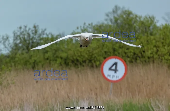 : Mute swan, Cygnus olor, in flight over 4 mph spe : Mute swan, Cygnus olor, in flight over 4 mph spe