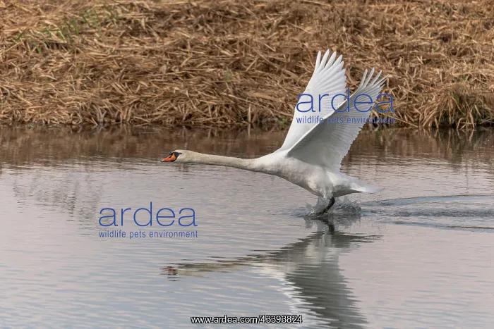: Mute Swan (Cygnus olor) in flight over the water : Mute Swan (Cygnus olor) in flight over the water