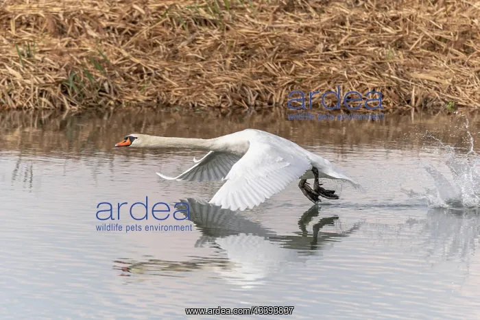 : Mute Swan (Cygnus olor) in flight over the water : Mute Swan (Cygnus olor) in flight over the water