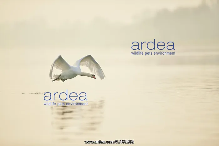 : Mute swan (Cygnus olor), flying above Donau river : Mute swan (Cygnus olor), flying above Donau river