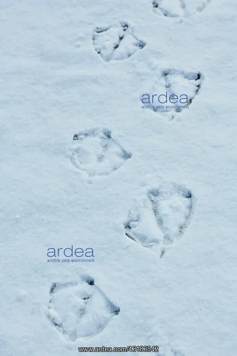 : Mute swan (Cygnus olor), footprints in the snow : Mute swan (Cygnus olor), footprints in the snow
