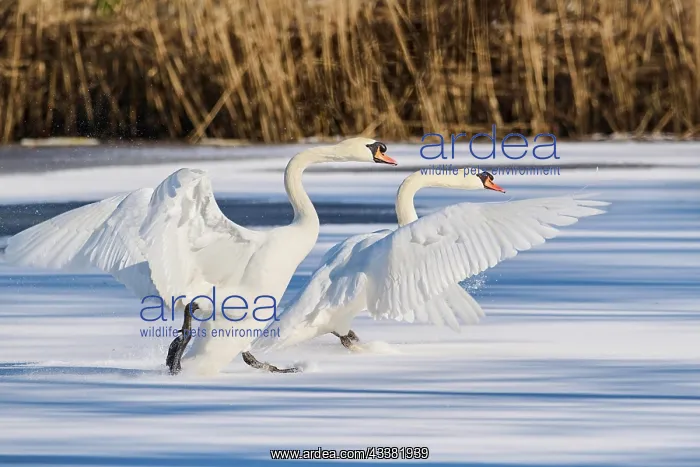 : Mute swan (Cygnus olor) landing on a frozen lake : Mute swan (Cygnus olor) landing on a frozen lake