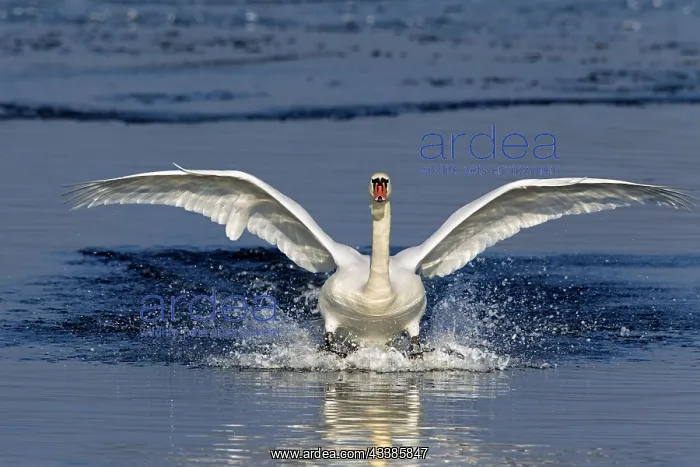 : Mute swan (Cygnus olor) landing on frozen lake in : Mute swan (Cygnus olor) landing on frozen lake in