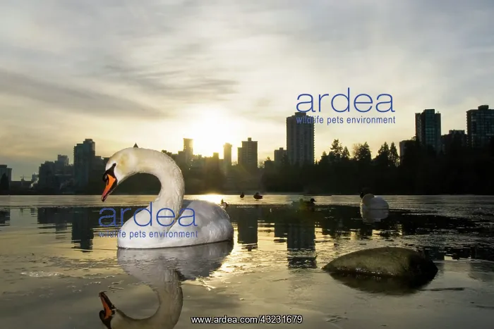 : Mute swan, Cygnus olor, Lost Lagoon, Stanley : Mute swan, Cygnus olor, Lost Lagoon, Stanley