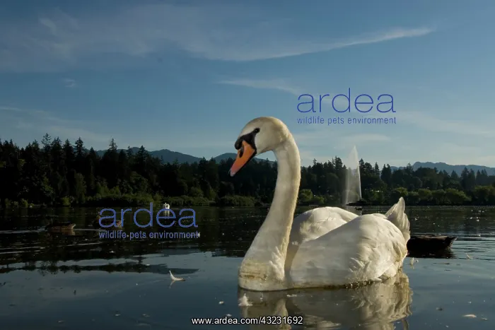 : Mute swan, Cygnus olor, Lost Lagoon, Stanley : Mute swan, Cygnus olor, Lost Lagoon, Stanley