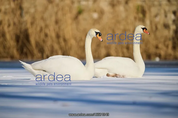 : Mute swan (Cygnus olor) lying on a frozen lake, Bavaria : Mute swan (Cygnus olor) lying on a frozen lake, Bavaria