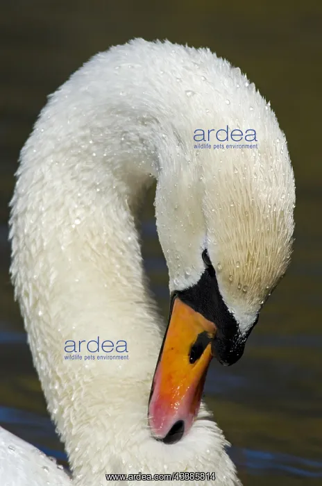 : Mute swan (Cygnus olor) male close up showing knob on bill : Mute swan (Cygnus olor) male close up showing knob on bill