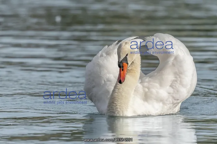 : Mute swan (Cygnus olor) male making territorial : Mute swan (Cygnus olor) male making territorial