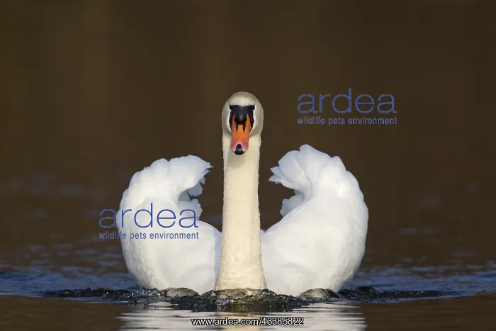 : Mute swan (Cygnus olor) male swimming on lake and : Mute swan (Cygnus olor) male swimming on lake and