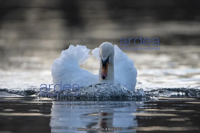 : Mute swan (Cygnus olor), male, threatening a rival : Mute swan (Cygnus olor), male, threatening a rival